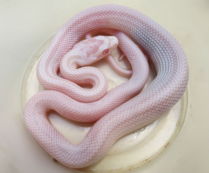 Hypomelanistic Snow Corn Snake